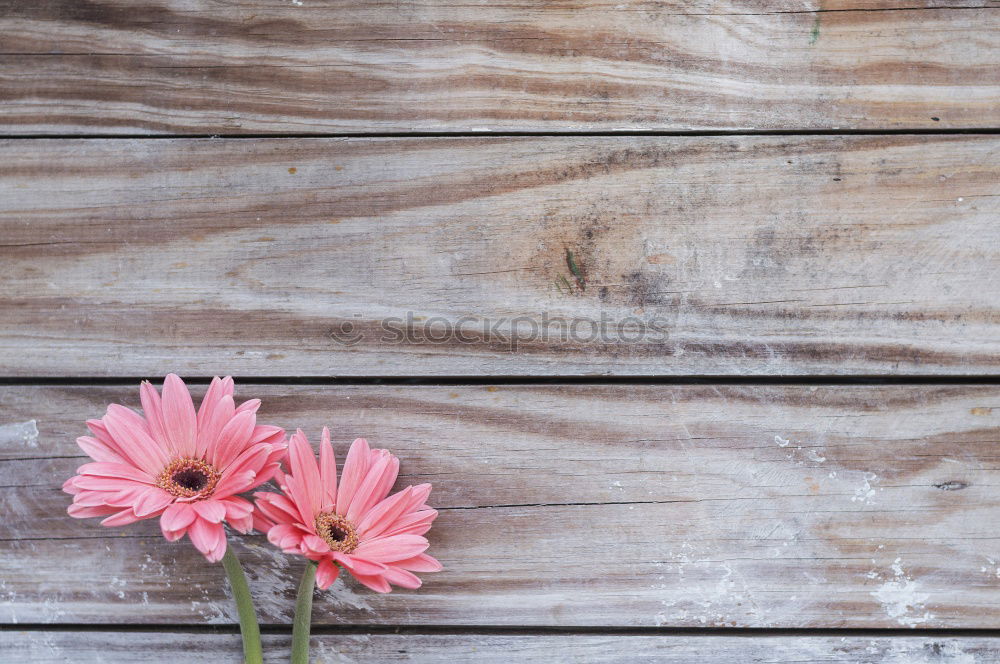 Similar – Image, Stock Photo Heather plant with purple flowers