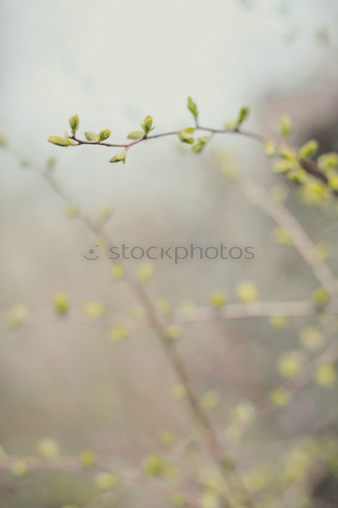 Similar – weidenbaum Sträucher Baum