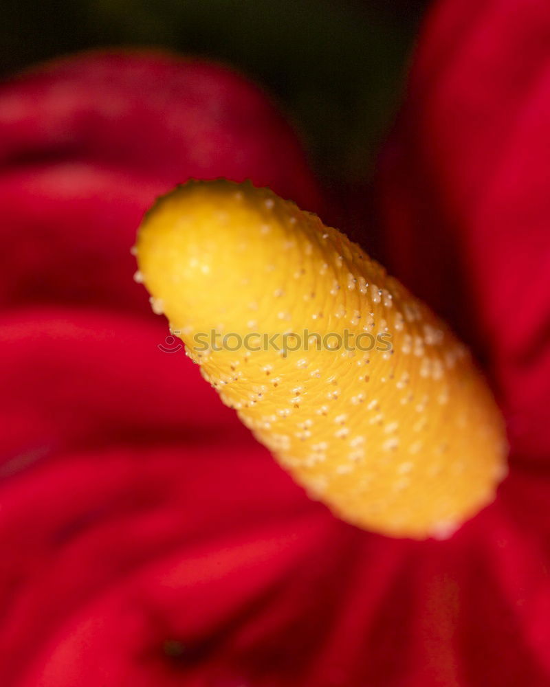 Similar – lily Plant Summer Flower