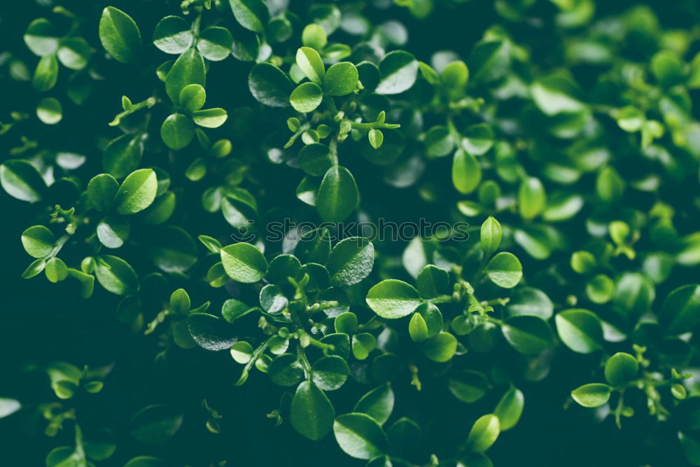 Similar – Image, Stock Photo Kale leaf Food Vegetable