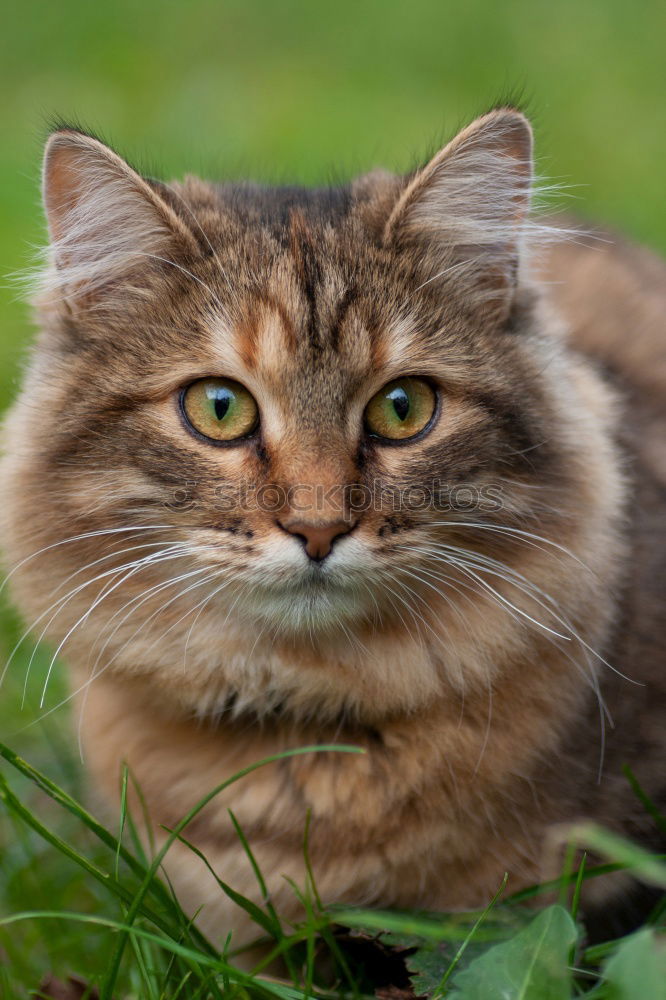 Similar – Image, Stock Photo In the grass sits the cat