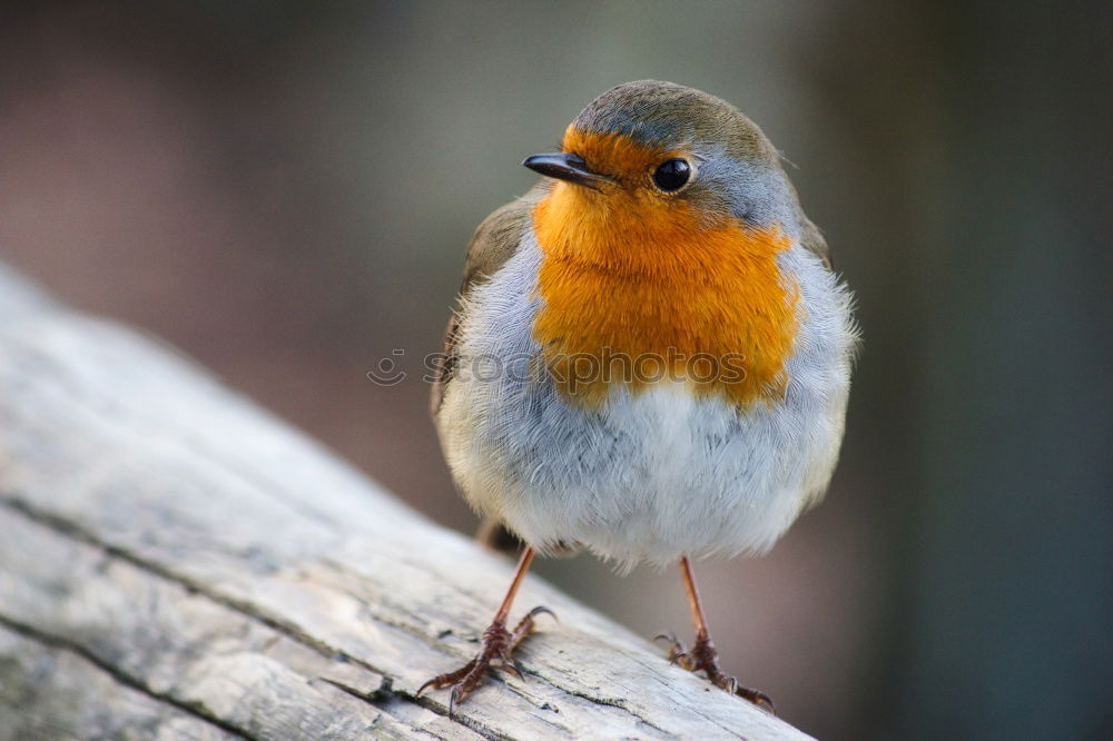 Similar – Rotkehlchen Winter Natur