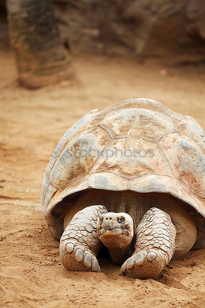 Similar – Image, Stock Photo Oskar, 38 years old Pet