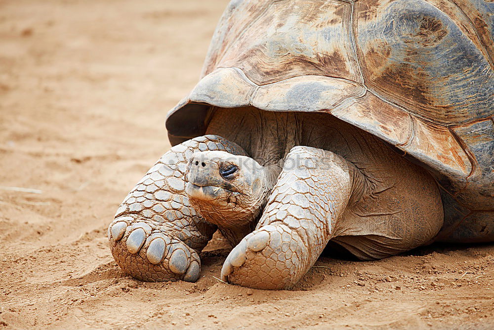 Similar – Foto Bild flying turtle Schildkröte