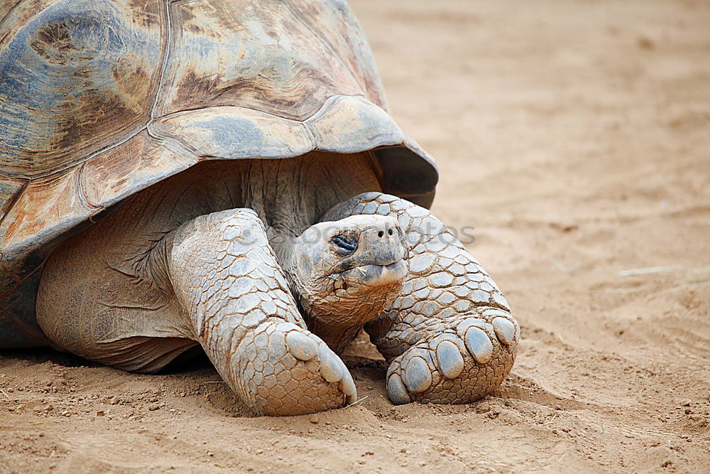 Similar – Foto Bild flying turtle Schildkröte