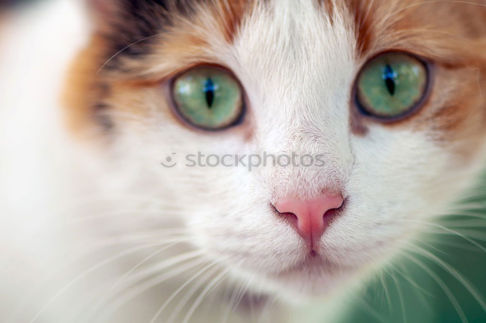 Similar – Image, Stock Photo Cat Miezi Pet Animal face