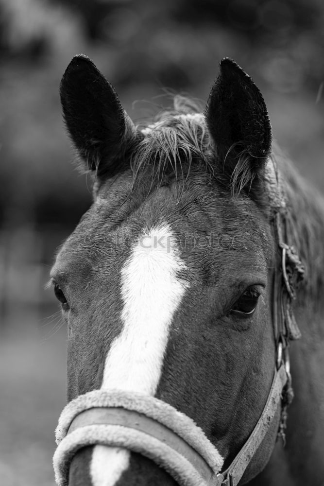 Similar – Image, Stock Photo Horses on meadow in fog