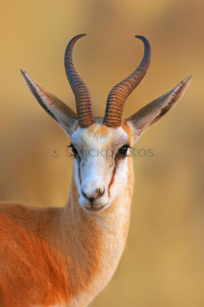 Similar – Image, Stock Photo springbok Animal