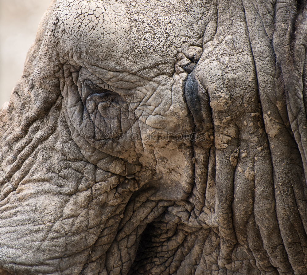 Similar – Sand auf Nase Schwein Zoo