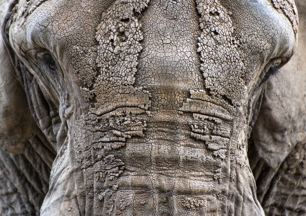 Similar – Sand auf Nase Schwein Zoo