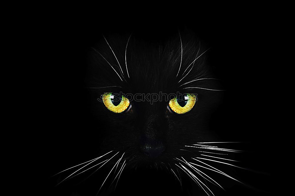 Similar – schwarze Katze auf schwarzem Hintergrund Portrait