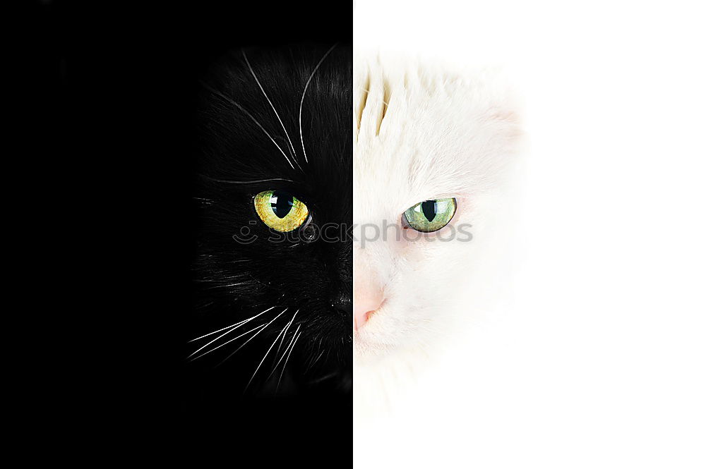 Similar – Image, Stock Photo I see inside you…. Cat