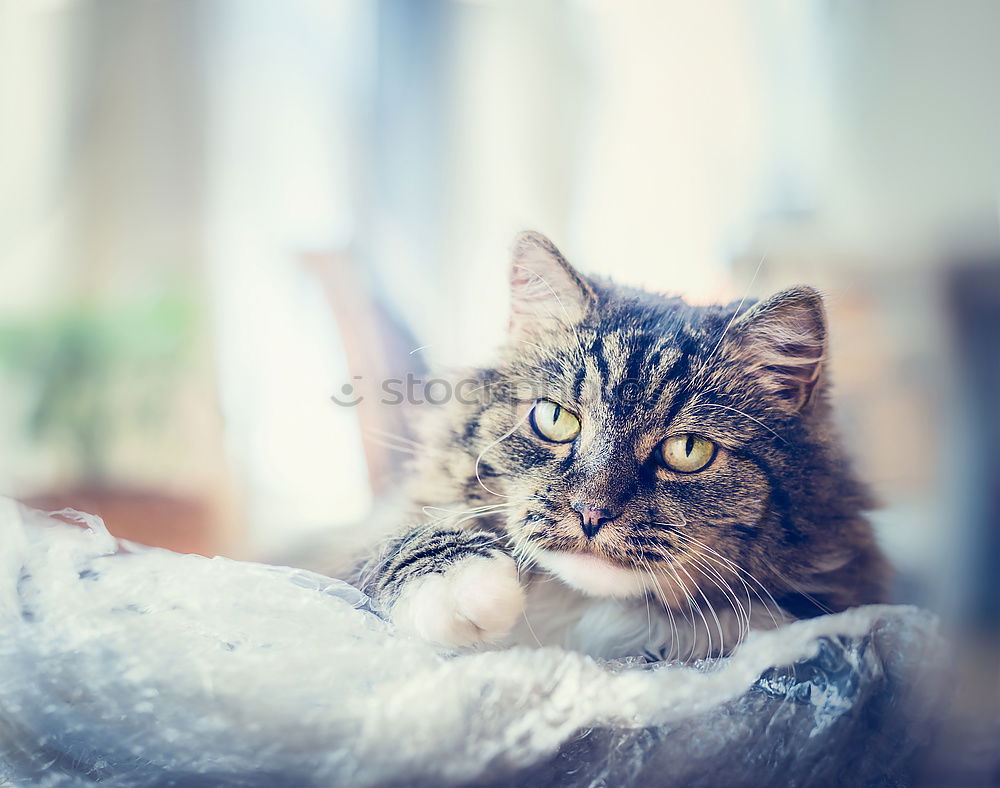 Similar – Image, Stock Photo Sweet funny cat in cat basket