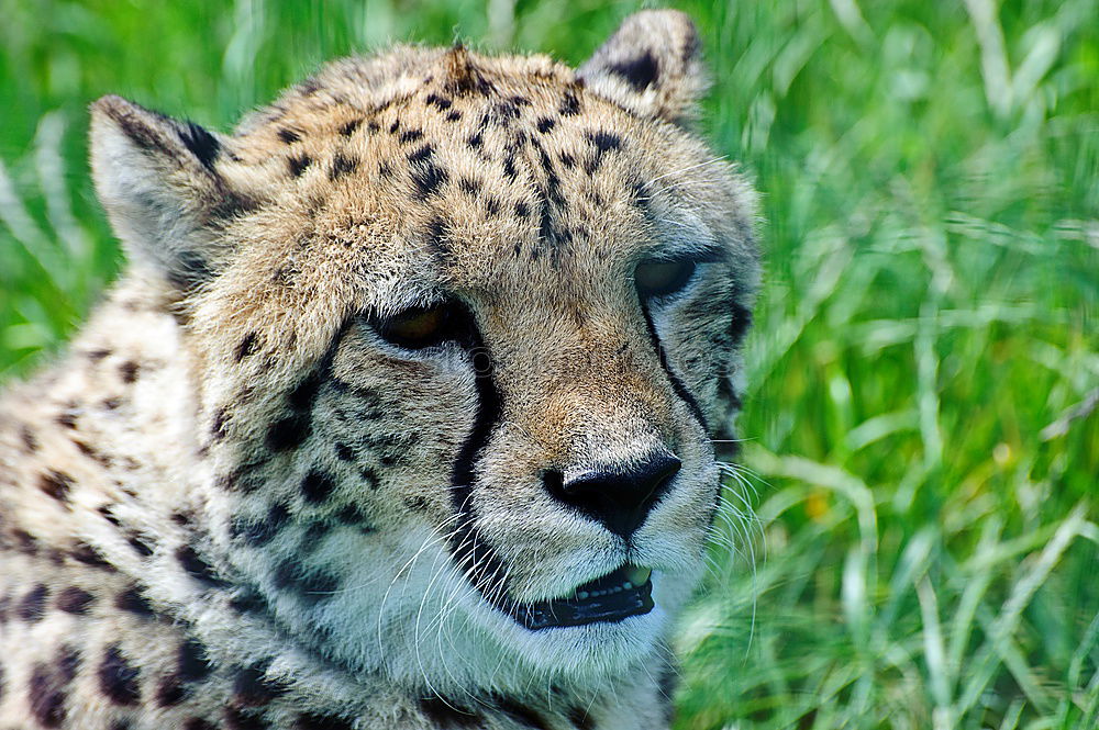 Similar – Close up front view portrait of cheetah looking at camera