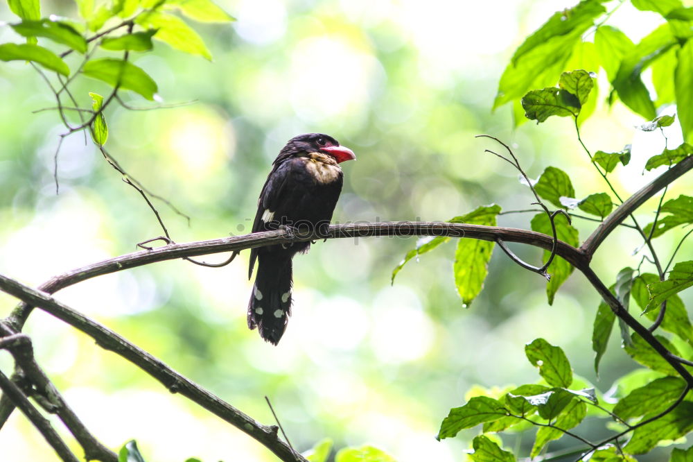 Similar – Image, Stock Photo Blackbird in a tree