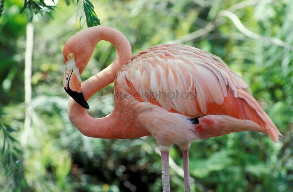 Similar – Image, Stock Photo weird bird Zoo Animal Sky