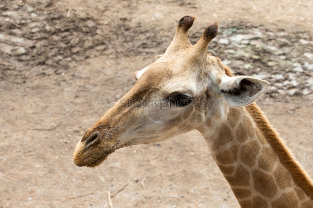 Similar – Image, Stock Photo Close up side profile portrait of giraffe over red brick wall