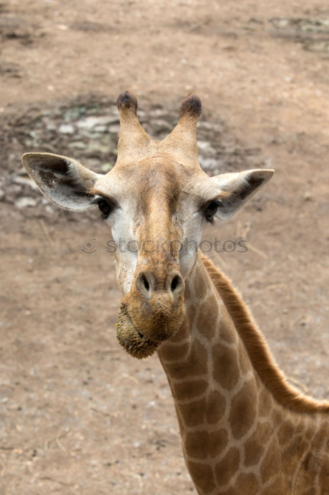 Similar – Giraffe portrait over brick wall close up