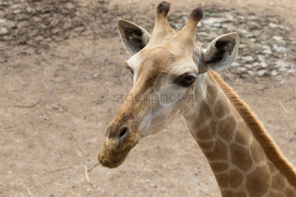 Similar – Image, Stock Photo The Three Funny Two Zoo