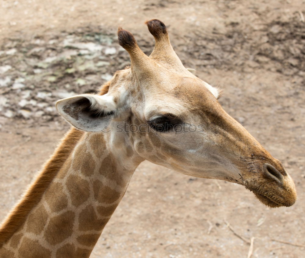 Similar – Wild African Giraffe Portrait