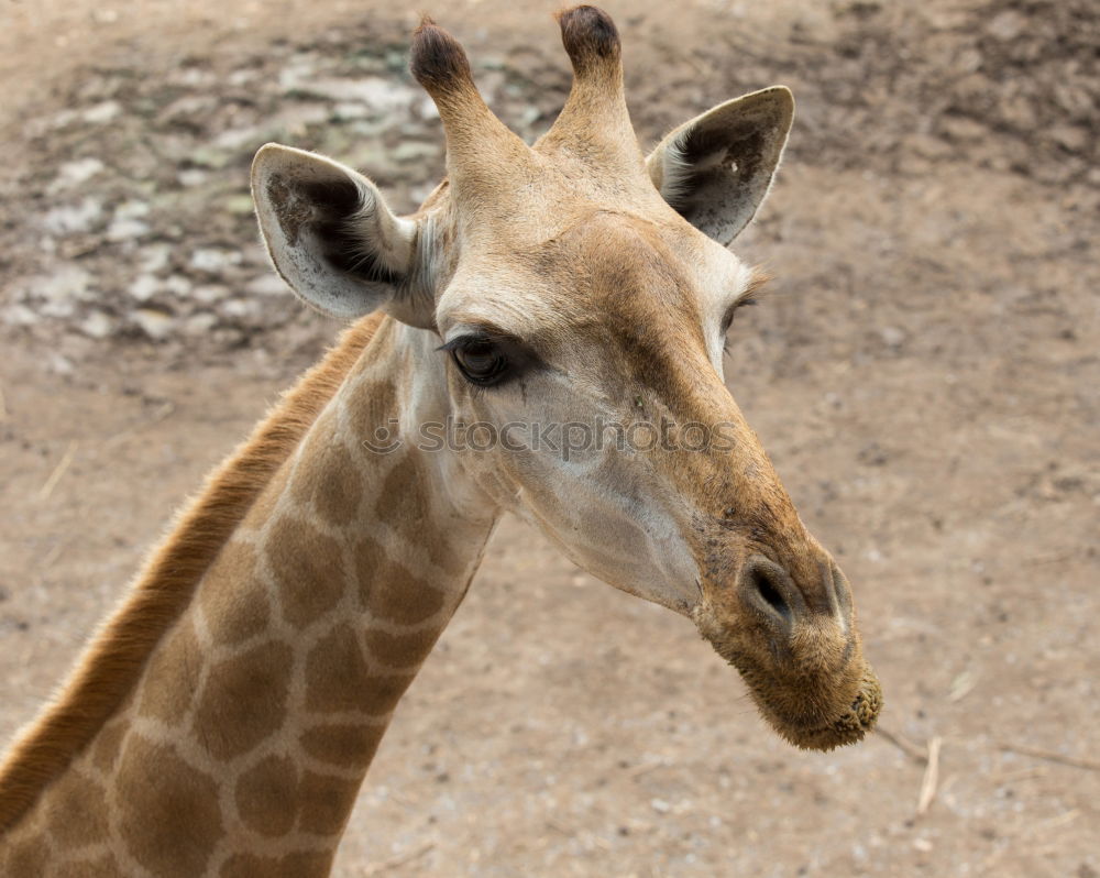 Similar – Wild African Giraffe Portrait