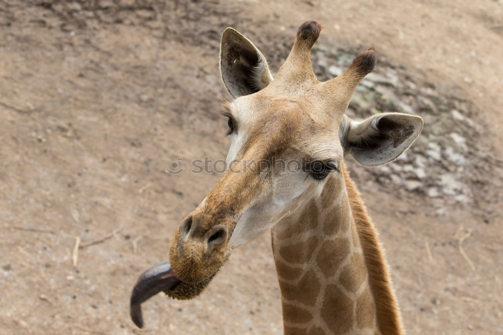 Similar – Image, Stock Photo ? Animal Zoo Giraffe 1