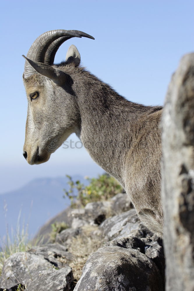 Similar – Image, Stock Photo stonebuck Capricorn Clouds