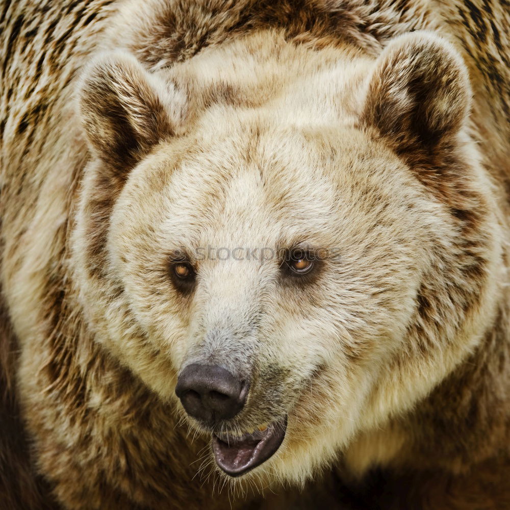 Similar – brown bear Animal