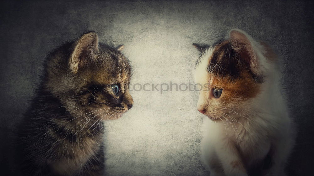 Similar – Image, Stock Photo cat meeting place Animal