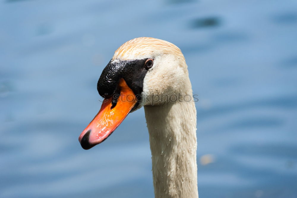 Similar – Image, Stock Photo Swan Knight Lohengrin