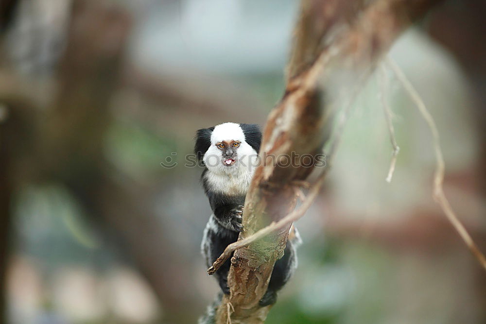 Similar – Image, Stock Photo What weird bird are you?