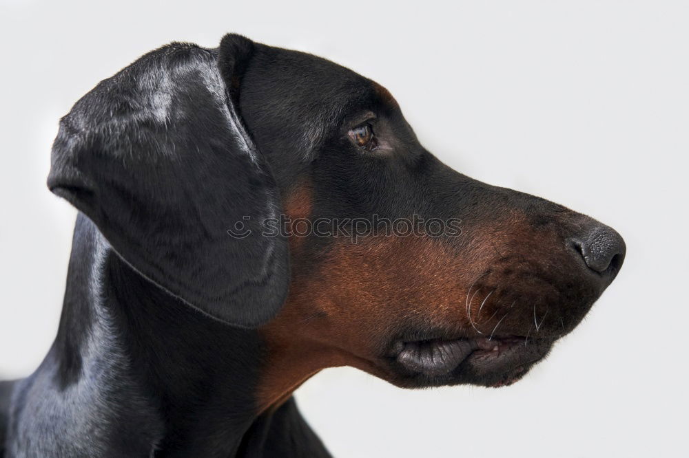 Foto Bild Sich sonnender Dobermann