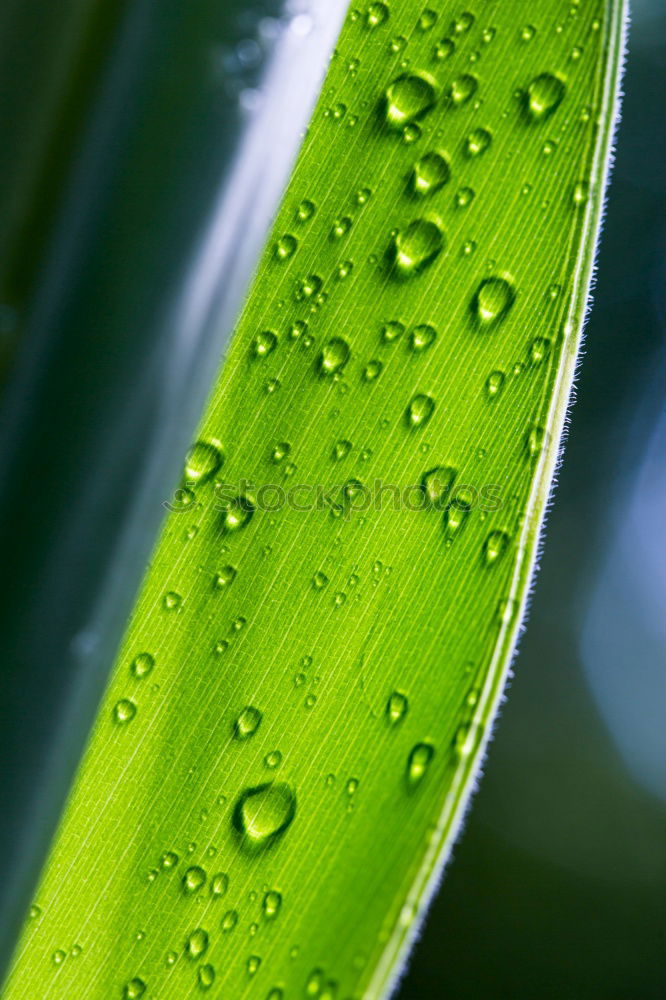 Similar – Image, Stock Photo pink meets green Elegant