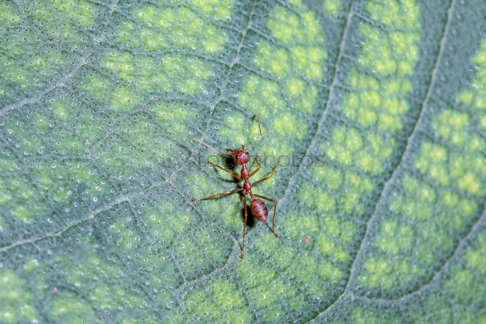 Similar – Image, Stock Photo longhorn beetle