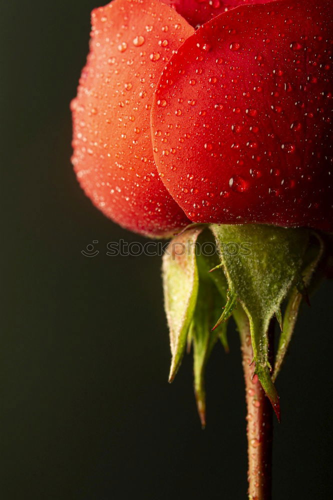 Similar – Image, Stock Photo poppy Summer Nature Plant