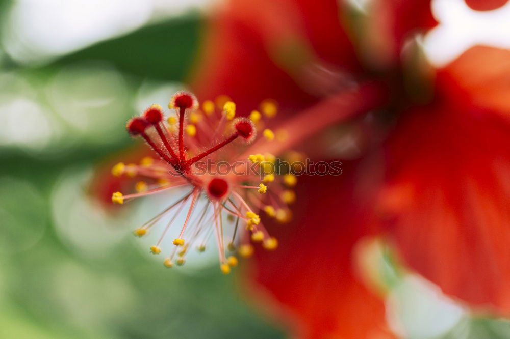 Similar – Image, Stock Photo bee party Honey Honey bee