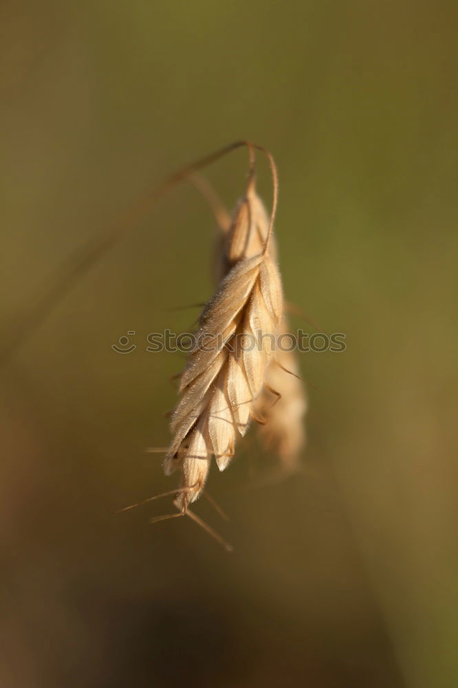 Similar – leaf Leaf Grass Green