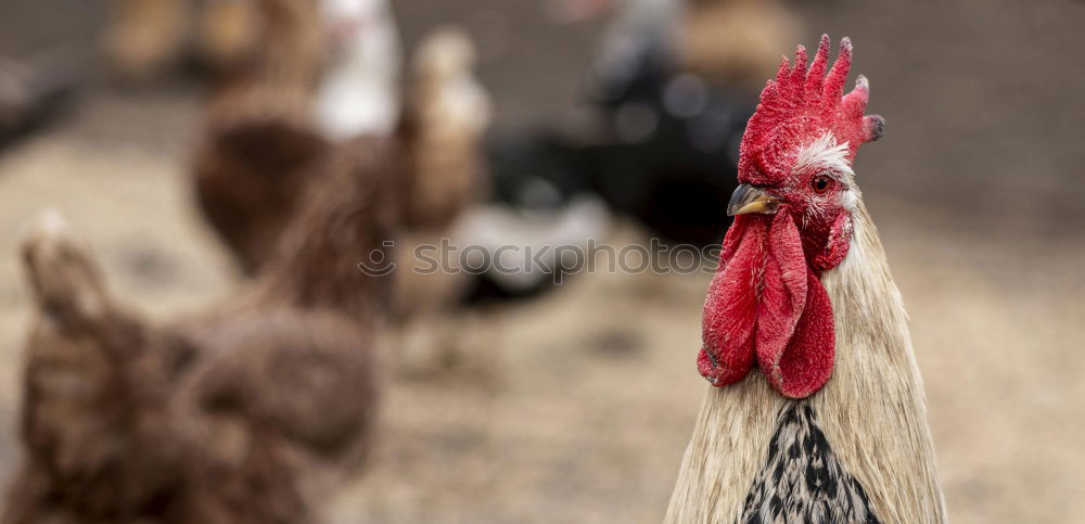 Similar – Cock (Güggel) Nature