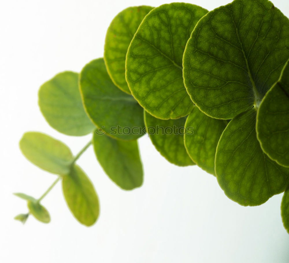 Image, Stock Photo Happiness found III Clover