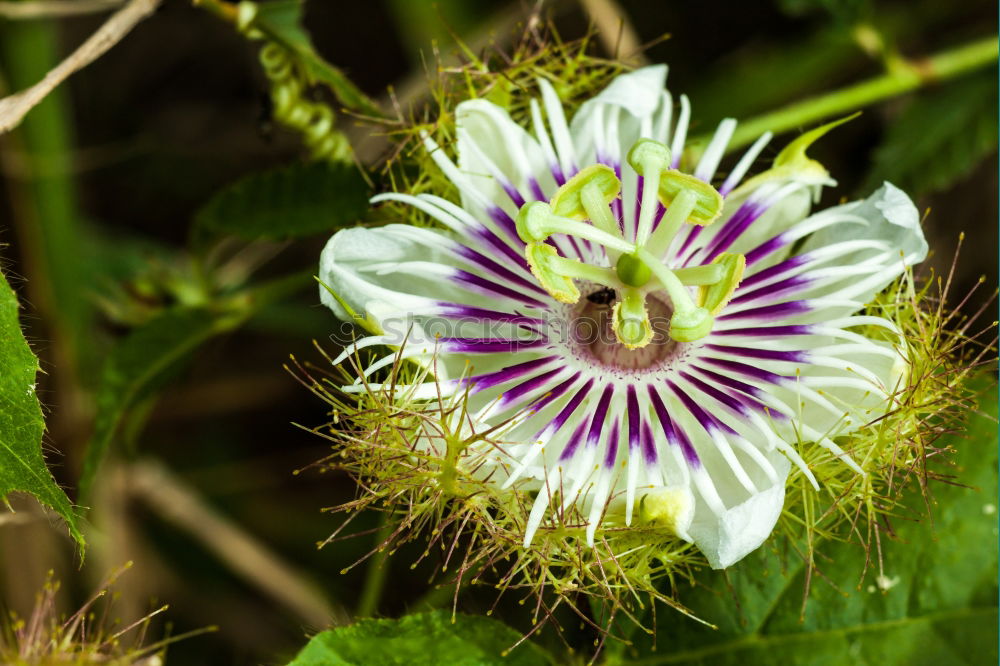 Similar – Passiflora caerulea-racemosa