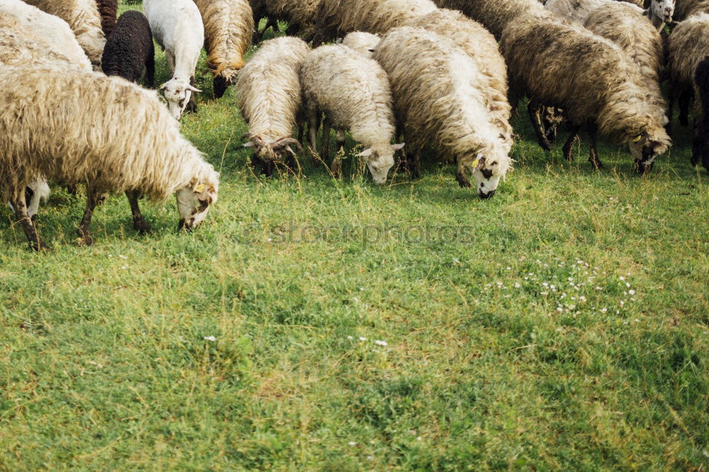 Similar – Image, Stock Photo Many merino sheep Culture