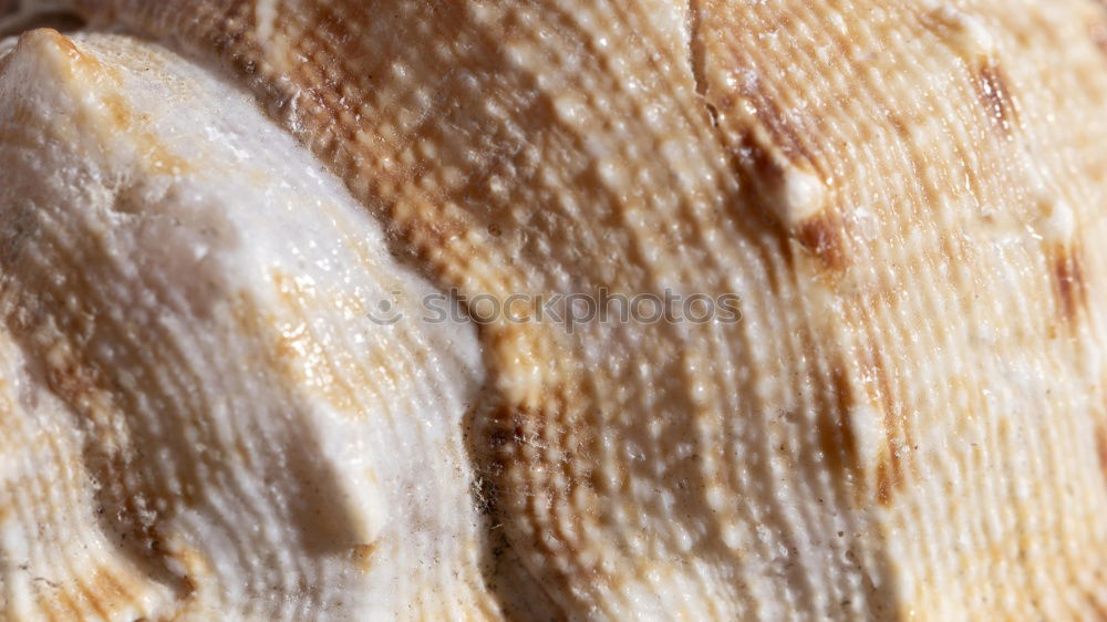 Onion and garlic bulb partially visible in basket