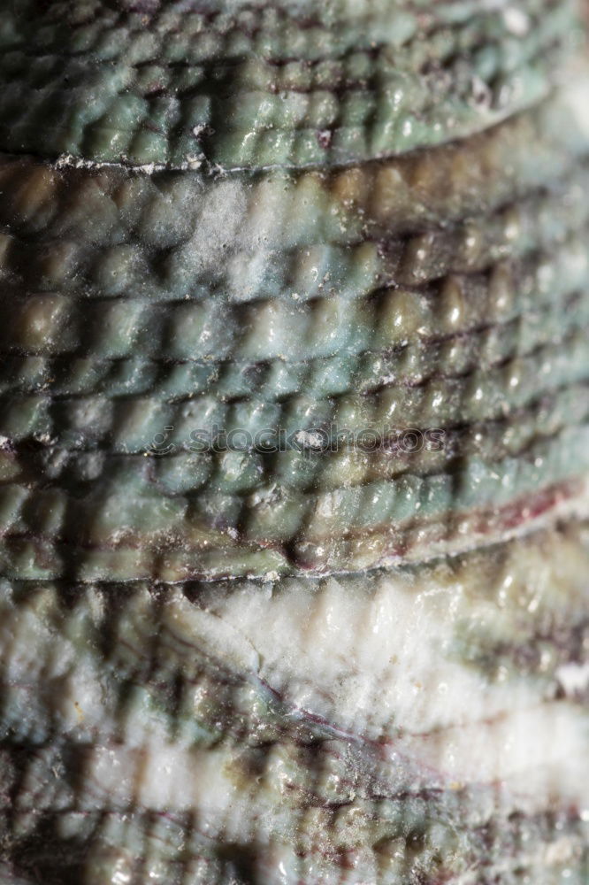 Similar – Close up of shimmering fish skin