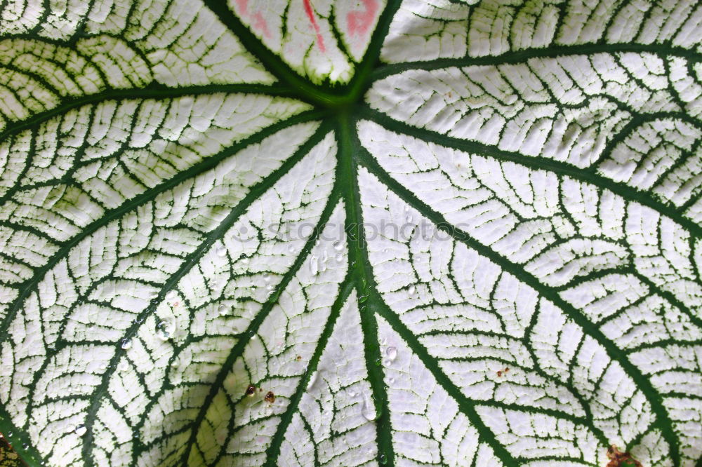 Similar – blattstruktur Blatt grün