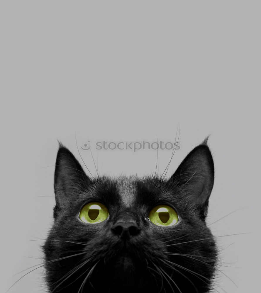 Similar – Image, Stock Photo Scary Cat Beautiful Face