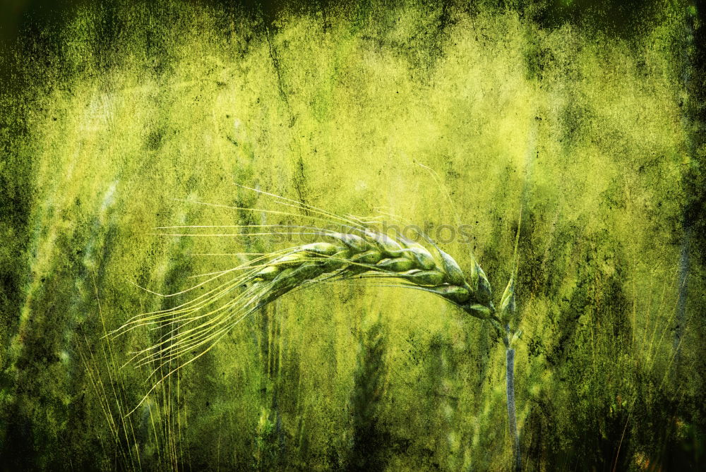 Image, Stock Photo spike Plant Summer Grass