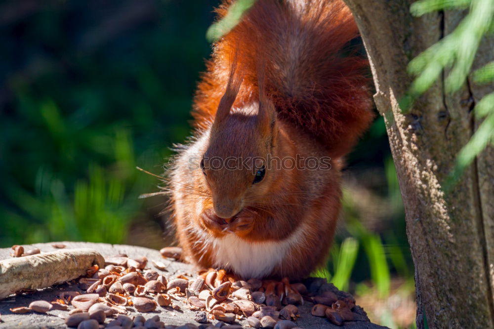 ? ? ? Eichhörnchen Eiche