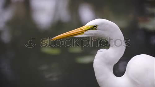 Similar – Image, Stock Photo Discovered, Sitting Great White Egret (Ardea alba) under a bridge. Sighted in Elanora