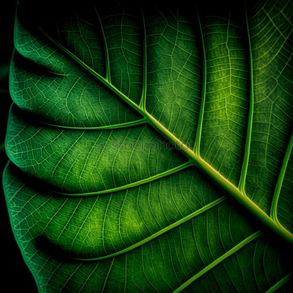 Similar – Fern Pteridopsida Green