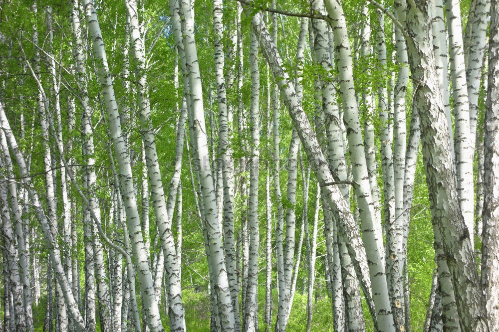 Similar – birch. Environment Nature